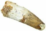 Real Fossil Spinosaurus Tooth - Feeding Worn Tip #310775-1